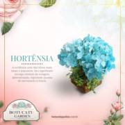 Hortênsia