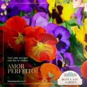 AMOR PERFEITO - A ORIGEM DO NOME