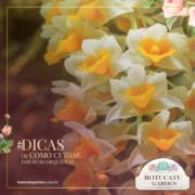 DICAS DE COMO CUIDAR DE SUA ORQUÍDEA