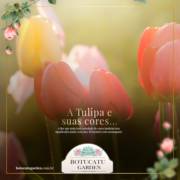 CORES PARA SUAS TULIPAS