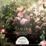 Conheça as azaleias!