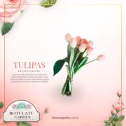 Tulipas