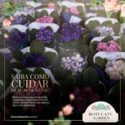 [Violetas ]