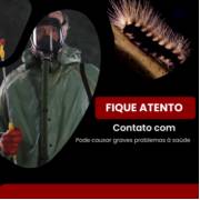 Dedetização de taturanas: a forma mais segura de combatê-las