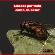 Como acabar com as moscas