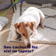 Como tirar o cheiro de urina de cachorro do tapete