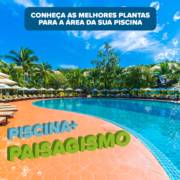 Você sabe qual as melhores plantas para a área da piscina?