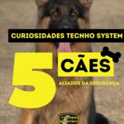 5 cães aliados a segurança