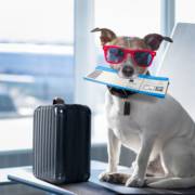 Transporte de Animais