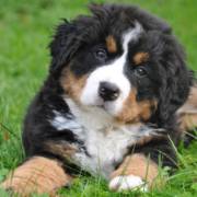 Visão do cachorro: curiosidades que você não sabia
