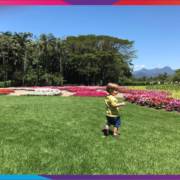 Festival Brasileiro de Hemerocallis