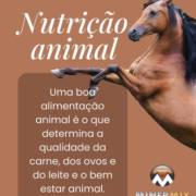 Rações de Qualidade para a Nutrição Ideal dos Seus Equinos