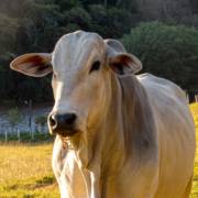 Nutrição inteligente para maior lucratividade