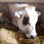 Confiança e Tecnologia em Nutrição Animal