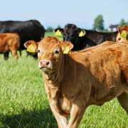 Mais Desempenho, Mais Resultado no Campo