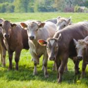 Nutrição de qualidade começa com a ração certa