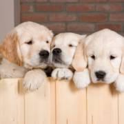 Quais as diferenças nutricionais entre a ração para cães filhotes e adultos?