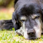Dica da Karen - Animais de Estimação para a terceira idade