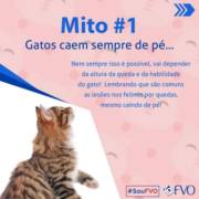 3 mitos sobre os gatos