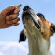 Sabor e Carinho em Cada Mordida: Petiscos Irresistíveis para Seu Pet