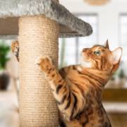 O Paraíso dos Gatos: Arranhadores Que Eles Vão Amar