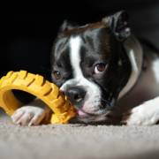 Diversão Sem Fim: Brinquedos que Deixam os Cachorros Mais Felizes