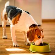 Nutrição que Faz a Diferença: Rações de Qualidade na Ração & Cia