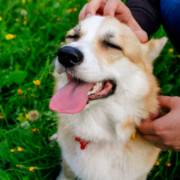 Tudo para o seu pet na Ração & Cia em Mineiros