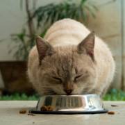 Alimentação e cuidado para seu pet em Mineiros