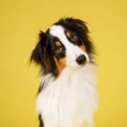Mais saúde, mais energia, mais vida para seu pet