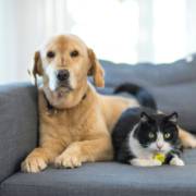 O cuidado que seu animal merece está aqui