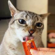 Petiscos para gatos: pequenos momentos, grandes recompensas
