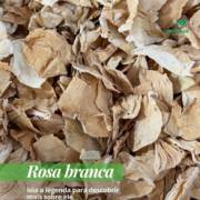Rosa Branca: Um Chá para Momentos de Calma e Bem-Estar