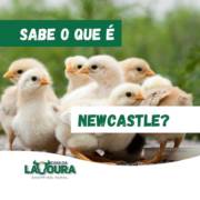 Sabe o que é Newcastle?
