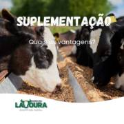 Suplementação saiba quais as vantagens.