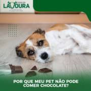 Por que o meu pet não deve comer chocolate?