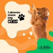 Saúde do Seu Pet Começa Pela Alimentação: Fique Atento ao Que Ele Consome!