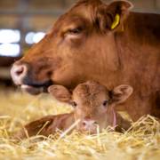 Cuidados para animais com qualidade e confiança em Mineiros