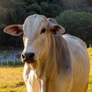 O campo não para. E a Casa da Lavoura também não!