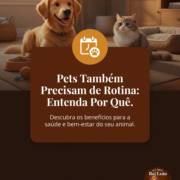 Pets Também Precisam de Rotina: Entenda Por Quê