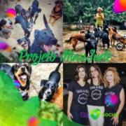 Projeto Social Miau Jude