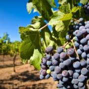 Curso Gratuito de cultivo de uvas