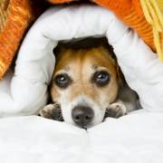 Campanha MiAujde Aquecido: Ajude os animais neste frio