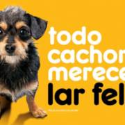 ADOTE UM AUMIGUINHO – CAMPANHA DE ADOÇÃO
