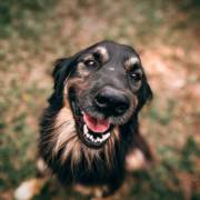 Pelo, Patas e Personalidade: O Encanto dos Cachorros em Nossa Vida