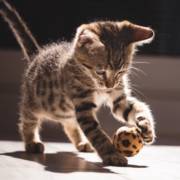 Lar, Doce Lar: Como Criar um Ambiente Perfeito para seu Amigo Felino