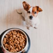 Nutrição de ponta: rações de qualidade para seu pet em Mineiros