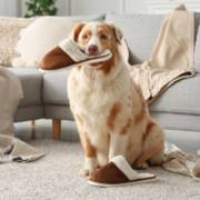 Seu pet anda destruindo tudo em casa? A Animais & Cia tem a solução