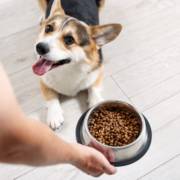 Nutrição de qualidade para a saúde do seu pet