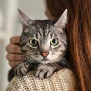 Rações e alimentação para cães e gatos em Mineiros